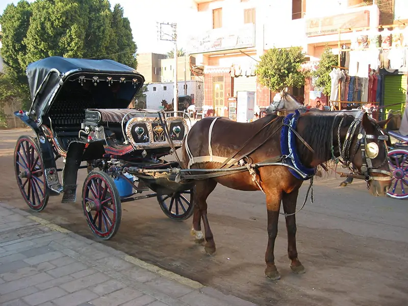 Cultural City Tour in Aswan by Horse-Drawn Carriage