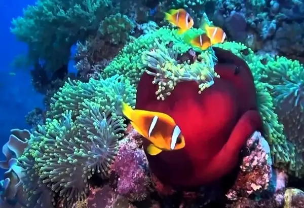 Safari Trip to Dahab with Camel Ride and Snorkeling at Blue Hole from Sharm el Sheikh